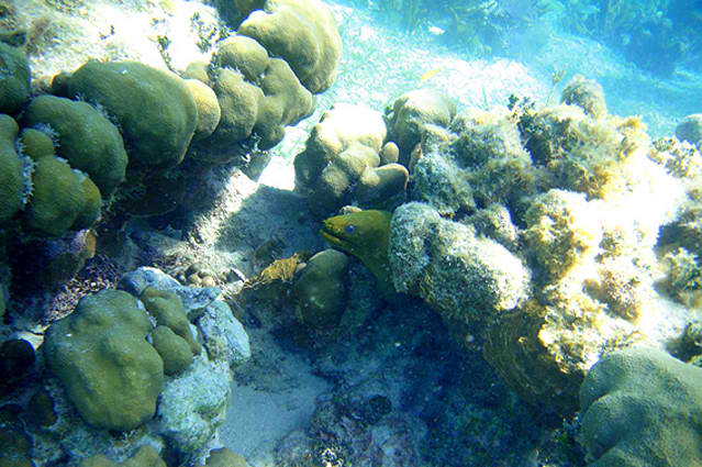 Moray Eel, Tranquility Bay Resort