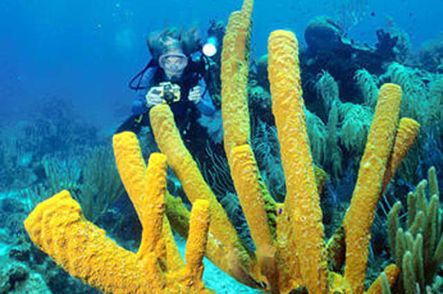 Scuba Diving, Tranquility Bay Resort, Ambergris Caye, Belize