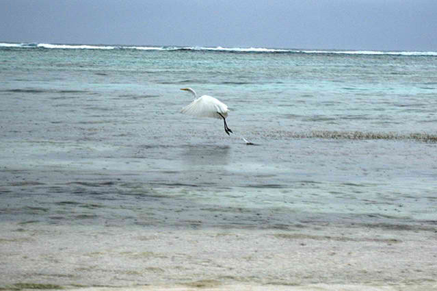 Bird Watching at Tranquility Bay Resort