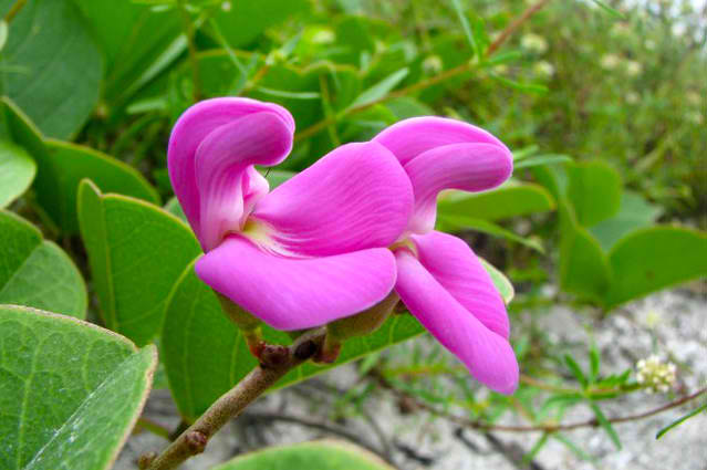 Honeymoons at Tranquility Bay Resort, Ambergris Caye, Belize