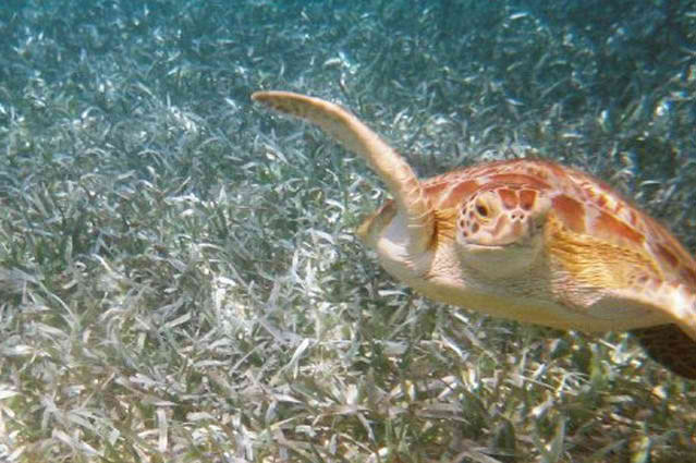 Snorkeling in Belize at Tranquility Bay Resort, Ambergris Caye