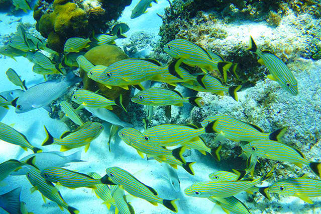 Snorkeling at Hol Chan Marine Preserve, Tranquility Bay Resort, Ambergris Caye, Belize