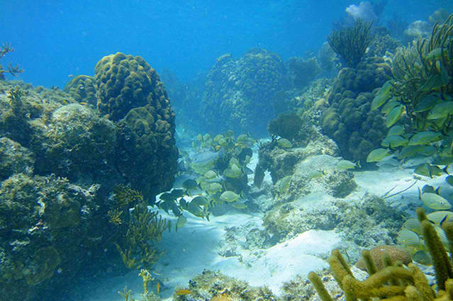 Snorkeling at Hol Chan Marine Preserve, Tranquility Bay Resort