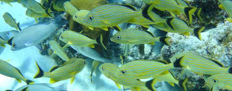 World Class Snorkeling at Tranquility Bay Resort, Ambergris Caye, Belize